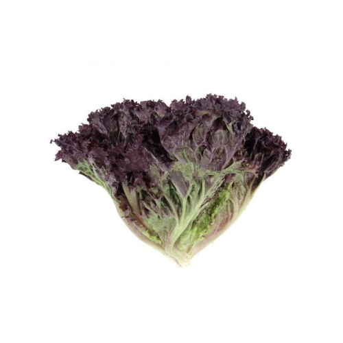 Салат лолло россо оптом