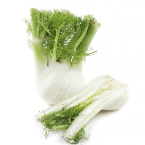 Фенхель оптом