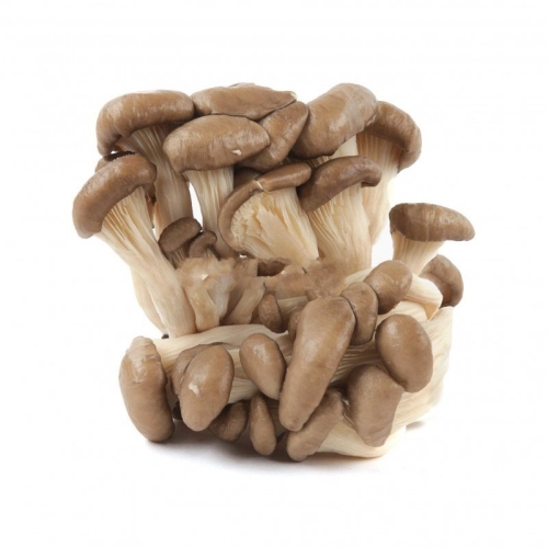 Грибы устричные королевские оптом