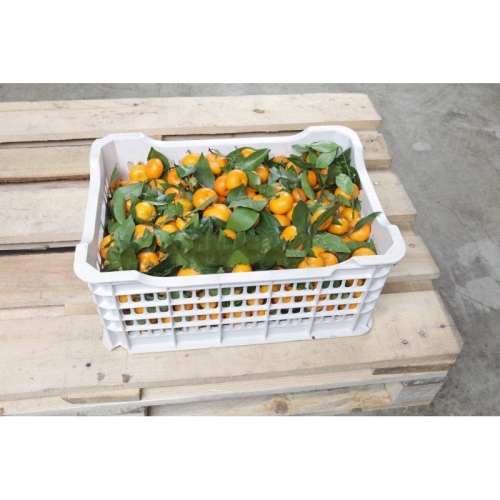 Мини мандарины с листом оптом