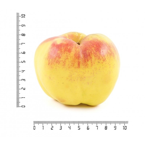 Яблоко богатырь оптом