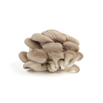 Грибы вешенка