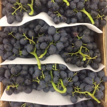 Виноград Аттика Крымский