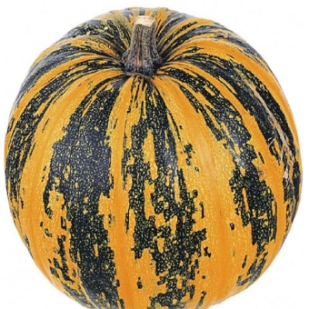 Тыква абрикосовая