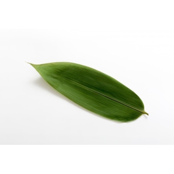 Листья бамбука