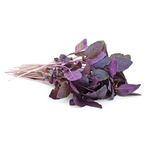 Базилик красный оптом