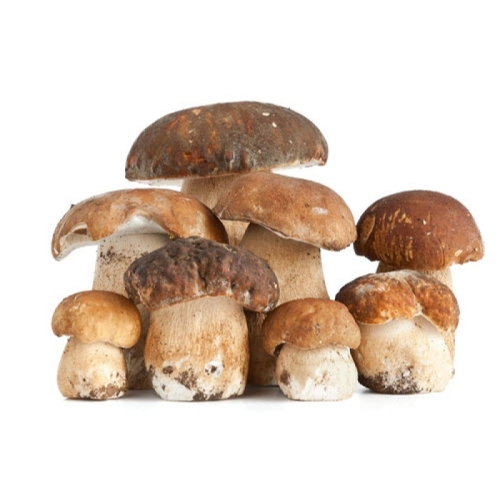 Грибы белые оптом