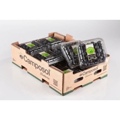 Голубика Чили оптом