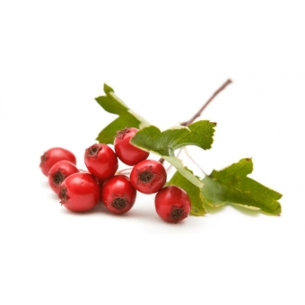 Ягоды боярышника