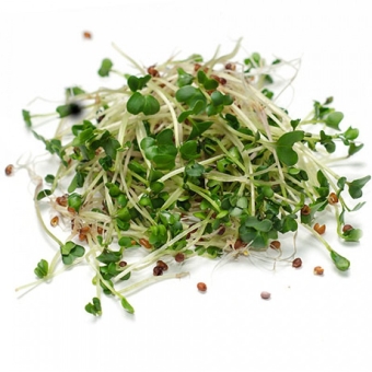 Проростки брокколи калабрийская