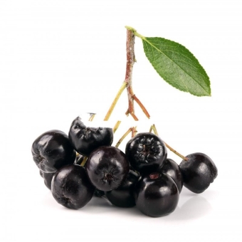 Рябина черноплодная свежая