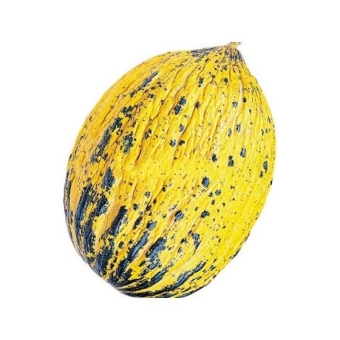 Дыня Кыркагач