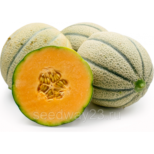 Дыня Канталупа оптом