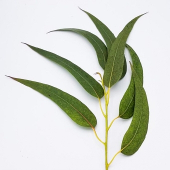 Листья эвкалипта на ветках свежие