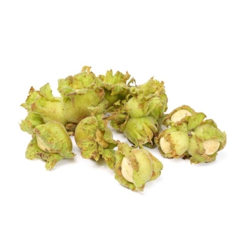 Лесной орех