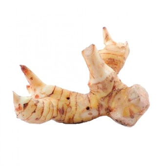 Корень галангала