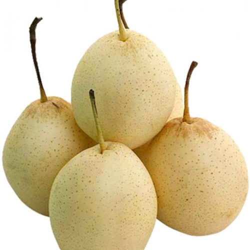 Груши Нэши оптом