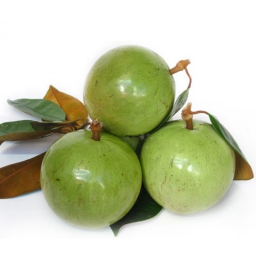 Каинито оптом