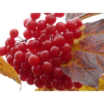 Калина свежая