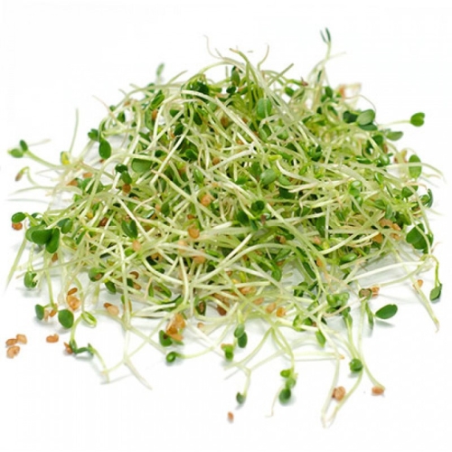 Проростки клевер красный оптом