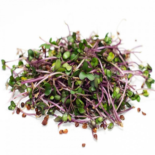 Проростки кольраби оптом