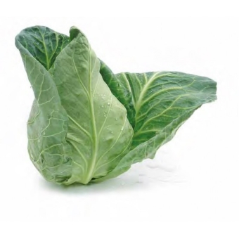 Коническая капуста Израиль