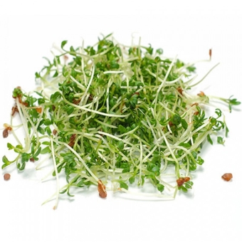 Микрозелень кресс салат