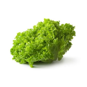 Салат лолло бьондо