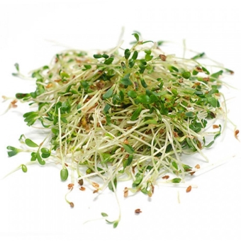 Проростки люцерна салат