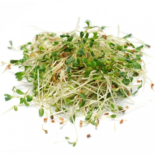 Проростки люцерна салат оптом