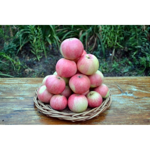 Яблоки Мантет оптом