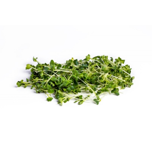Микрозелень базилик оптом