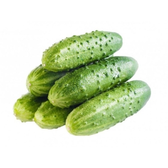 Огурцы пупырчатые короткоплодные