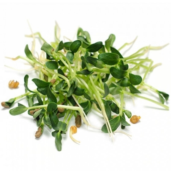 Проростки пажитник