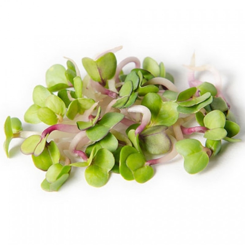 Микрозелень редис оптом