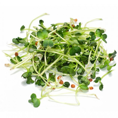 Микрозелень дайкон оптом