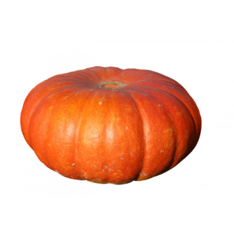 Тыква ромашка красная