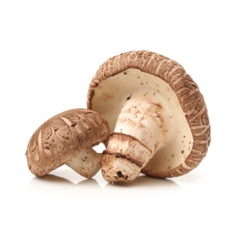 Грибы шиитаке