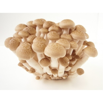 Грибы шимиджи