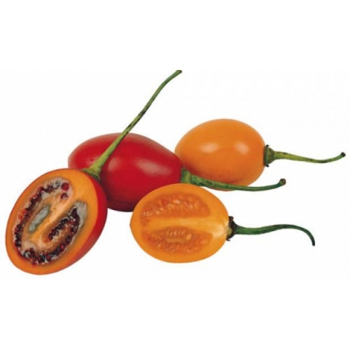 Тамарилло оптом