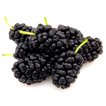 Тутовник свежий