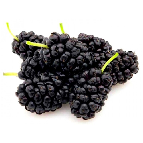 Тутовник свежий оптом