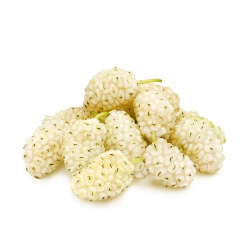 Тутовник белый оптом