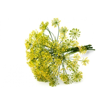 Укроп зонтиками