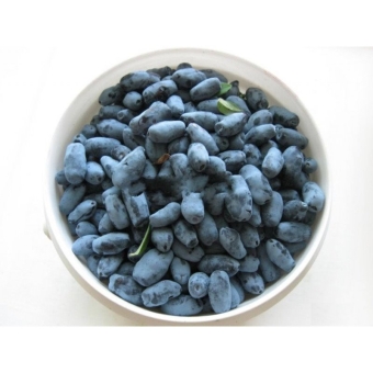 Жимолость ягоды свежие