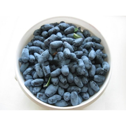 Жимолость ягоды свежие оптом