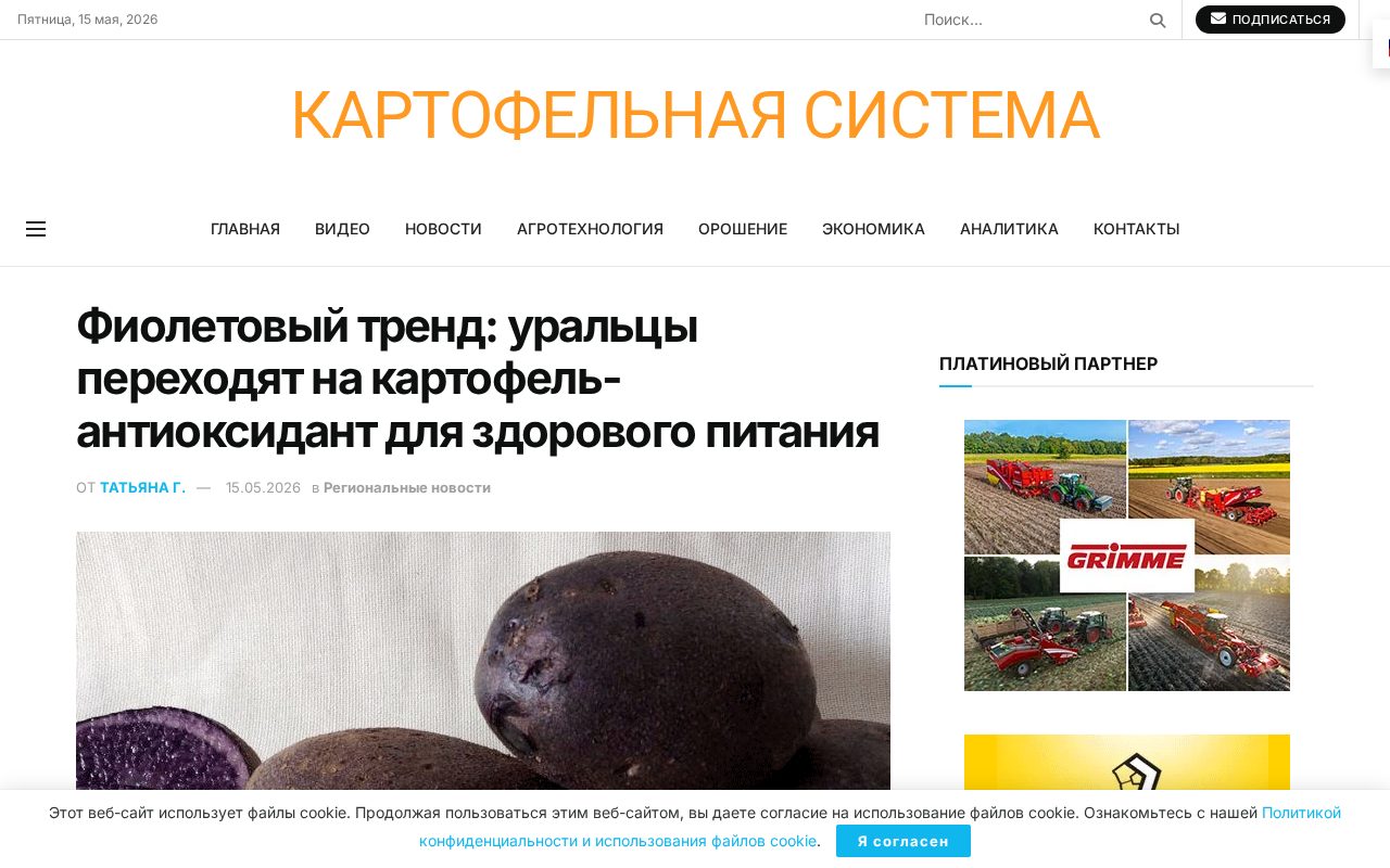 Фиолетовый картофель на уральном поле и на прилавке с ценниками