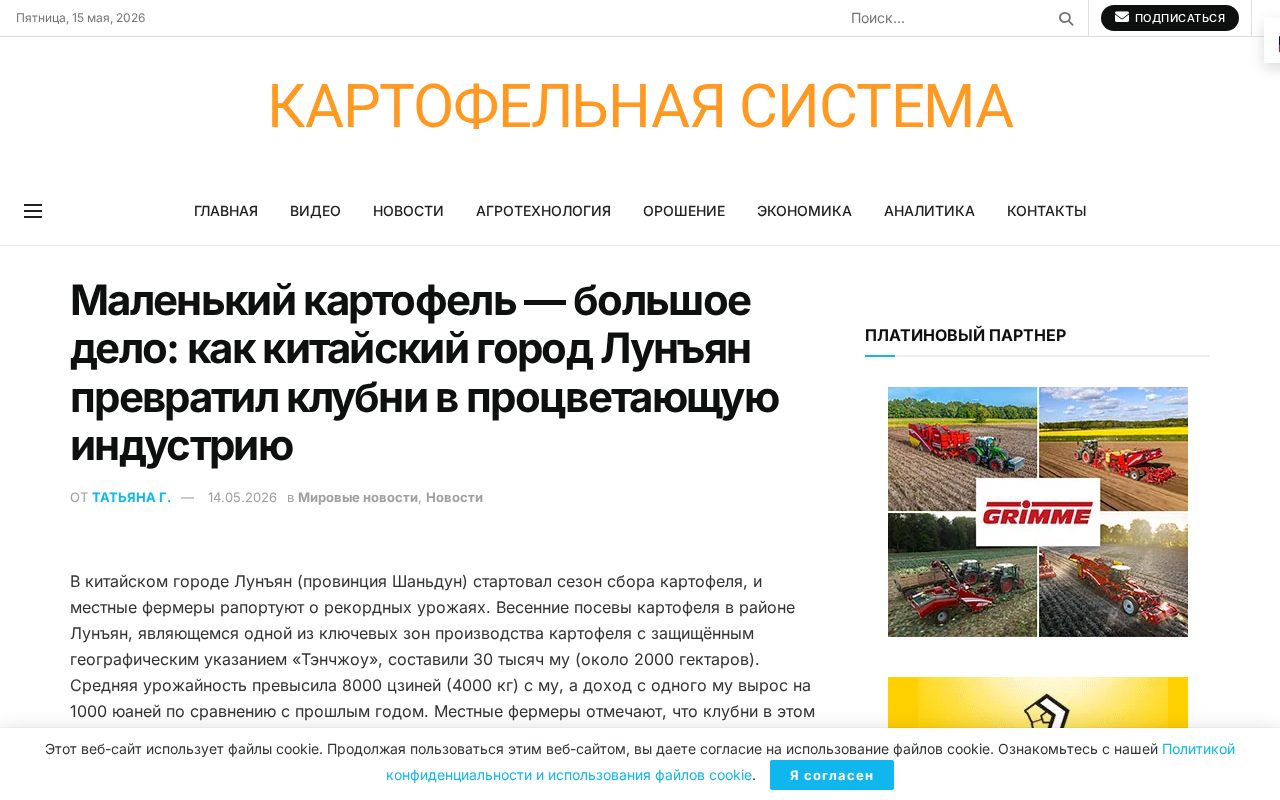 фермеры в Лунъяне на уборке картофеля, ровные клубни в ящиках, техника и сортировка на поле